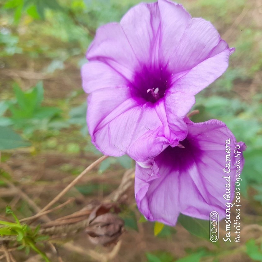 Wild flowers