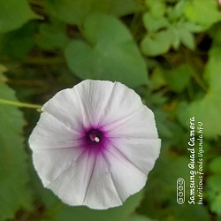 White and purple flower