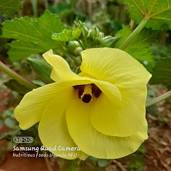 An okra plant flower