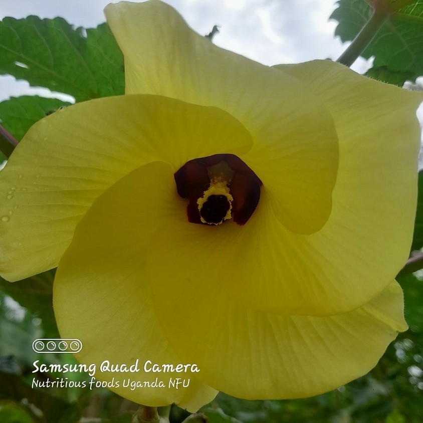 A close-up of a bright yellow okra flower, its delicate petals catching soft light against a backdrop of green leaves and cloudy sky. At its center, a deep maroon-brown throat contrasts sharply with the pale petals, drawing the eye inward  a natural spotlight on nature's fine detail.