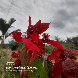 Poinsettia  bracts