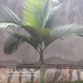 Areca Palm (Dypsis lutescens),