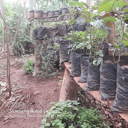 From a corner harvest,   My small home garden story