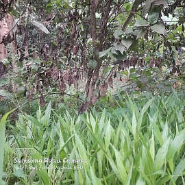 Grass photography